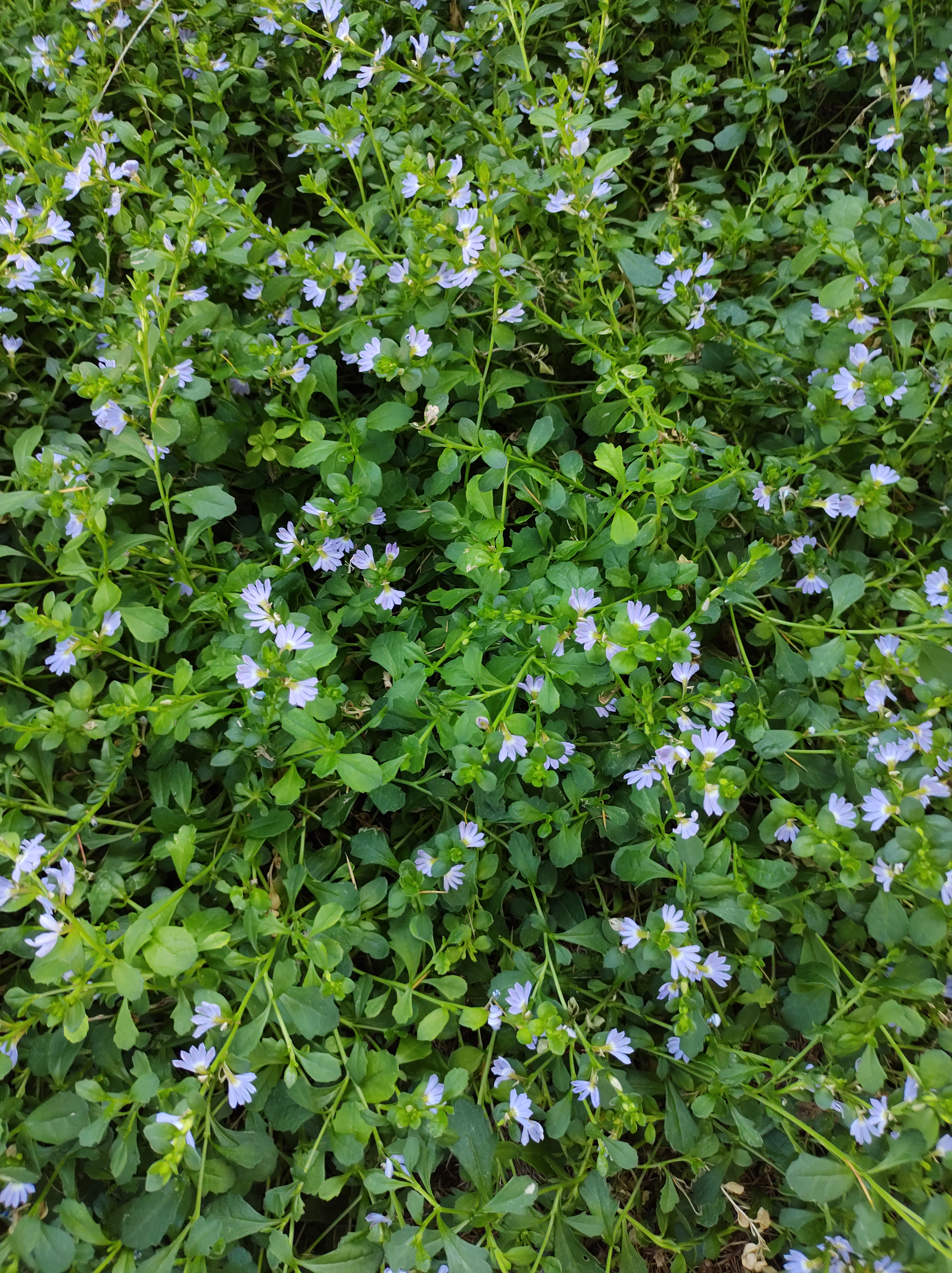 Decorative background image depicting lush green foliage with tiny pale pink flowers